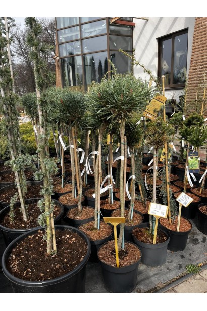 Pinus Chantry Blue штамб